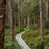 Landscape of Frasne — 50 × 70 cm