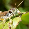 Gomphocerus Sibiricus — 20250811 — 60 × 40 cm