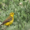 Motacilla Flava Flavissima — 20250518 — 60 × 40 cm