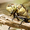 Black-tailed Skimmer in 20250516 — 60 × 40 cm