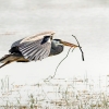 Grey Heron in Rosnay — 60 × 40 cm