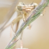 Platycnemis Pennipes — 20250520 — 40 × 30 cm