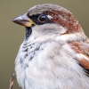 House Sparrow in 20251201 — 70 × 50 cm