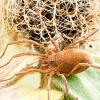 Mitopus Morio — 20250812 — 60 × 40 cm