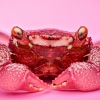 Crabe Vampire — 20251026 — 40 × 30 cm