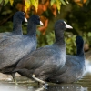 Fulica Atra — Bois de Boulognes — 60 × 40 cm