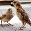 House Sparrow in Tignes — 60 × 40 cm