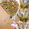 Common Blue Butterfly in Venoy — 40 × 60 cm