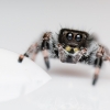 20250124,25 L5 Phidippus Regius Bahamas — 60 × 40 cm