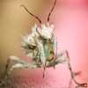 Pseudocreobotra Lestoni — 70 × 50 cm