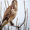 Common Buzzard in 20251204 — 60 × 40 cm