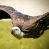 Gyps Fulvus — 20251014 — 60 × 40 cm