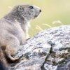 Marmota Marmota — 20250811 — 40 × 30 cm