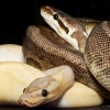 Piebald — 20251118-2025-11-15 — 60 × 40 cm