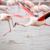 Phoenicopterus Roseus — 20251201 — 40 × 30 cm