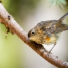 European Robin in Menétrux-en-Joux — 70 × 50 cm