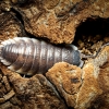Porcellio Hoffmannseggi — 70 × 50 cm