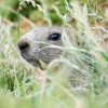 Marmota Marmota — 20250811 — 70 × 50 cm