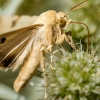 Heliothis Peltigera — Venoy — 60 × 40 cm