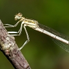 Platycnemis Pennipes — 20250722 — 60 × 40 cm