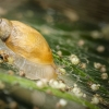 Succinea Putris — 20250722 — 70 × 50 cm