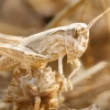 Chorthippus Biguttulus Group — Venoy — 70 × 50 cm