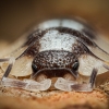 Porcellio Expansus — 60 × 40 cm