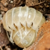 Armadillidium Vulgare T Albinos — 60 × 40 cm