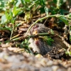 Common Vole in Les Planches-en-Montagne — 60 × 40 cm