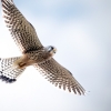 Falco Tinnunculus — Vergigny 