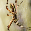 Wasp Spider in Venoy — 30 × 40 cm