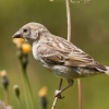 House Sparrow in 20250812 — 60 × 40 cm
