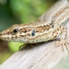 Podarcis Muralis — 20250521 — 40 × 30 cm