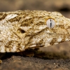 Rhacodactylus Auriculatus — 20251115-2025-11-15 — 70 × 50 cm