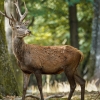 Cervus Elaphus — 20251014 — 70 × 50 cm