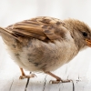House Sparrow in Tignes — 40 × 30 cm