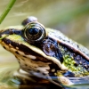 Water Frog in Mézières-en-Brenne — 40 × 30 cm