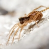 Pardosa Spec. — Les Bordes — 40 × 30 cm