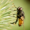 Musca Autumnalis — Cheny — 70 × 50 cm