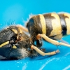 Vespula Vulgaris — 20250521 — 60 × 40 cm