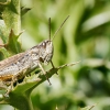 Chorthippus Apricarius — 20250811 — 40 × 30 cm