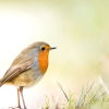 European Robin in 20251201 — 60 × 40 cm
