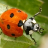 Seven-spot Ladybird in Joigny