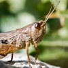 Pseudochorthippus Parallelus — 20250811 — 70 × 50 cm