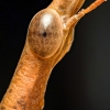 Pseudoproscopia Latirostris — 30 × 40 cm