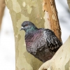 Columba Livia Var. Domestica — Migenne