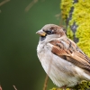 House Sparrow in 20251201 — 60 × 40 cm