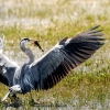 Grey Heron in Rosnay — 60 × 40 cm