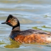 Podiceps Nigricollis — 20250516 — 40 × 30 cm