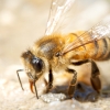 Apis Mellifera — 20250812 — 60 × 40 cm
